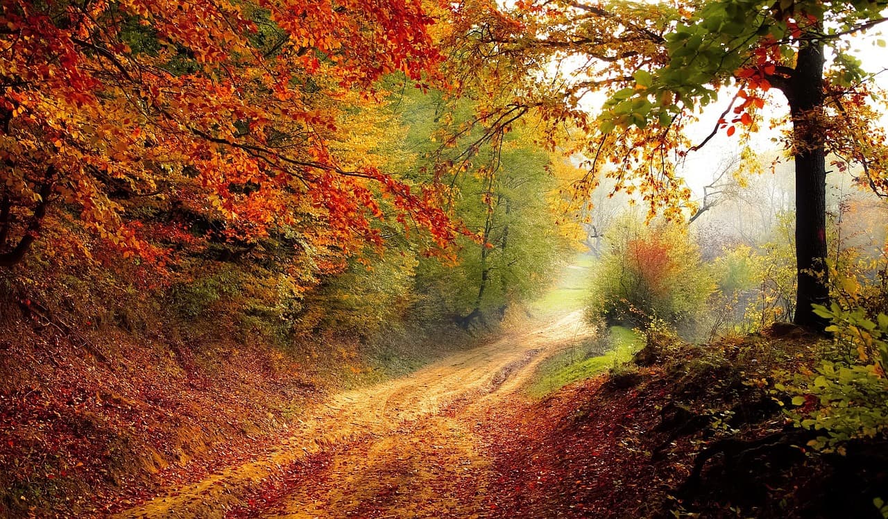 Autumn hardwood canopy over a dirt road in the Georgia foothills.